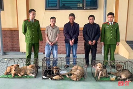 Còn ăn thịt chó thì còn... trộm chó!?