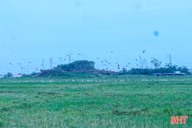 Loài chim quý hiếm trong Sách Đỏ Việt Nam bất ngờ xuất hiện tại Hà Tĩnh