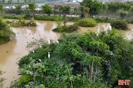 Chung tay giữ bình yên cho đàn chim trời