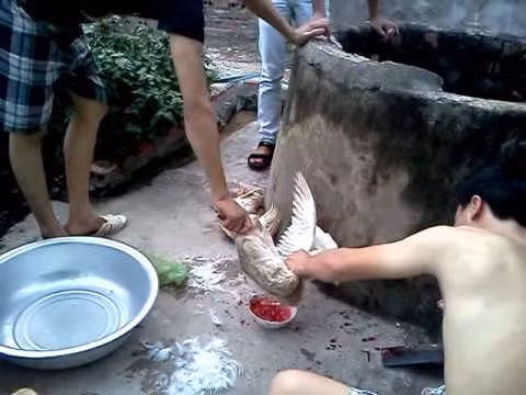 6 su that khung khiep ve cac loai tiet canh made in nha lam