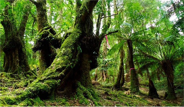 Rừng Tarkine, Australia: Nằm trên đảo Tasmania biệt lập, rừng Tarkine đã bén rễ trên trái đất từ cách đây 300 triệu năm. Đây là dải rừng ôn đới lớn thứ hai trên địa cầu và là nơi có những cây thông Huon 3.000 tuổi. Ngoài ra, rừng còn có nhiều khung cảnh tuyệt đẹp, những thân cây rậm rạp bao phủ các ngọn đồi, thác nước và khe núi hùng vĩ. Du khách có thể đăng ký các chuyến đi tới những khu vực đẹp nhất. Ảnh: Australiantraveller.