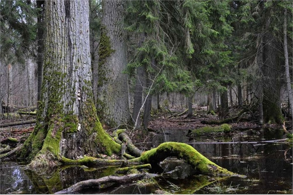 Những khu rừng cổ xưa nhất trái đất ảnh 6
