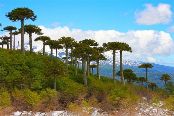 Những khu rừng cổ xưa nhất trái đất ảnh 2