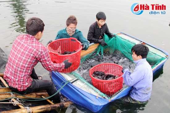 Trong sáng nay, Công ty CP Sản xuất và Nuôi trồng thủy sản Hoàng Dương thu hoạch 3,4 tấn cá trong tổng số 50 tấn cá mú