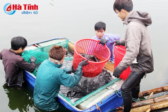 Trong sáng nay, Công ty CP Sản xuất và Nuôi trồng thủy sản Hoàng Dương thu hoạch 3,4 tấn cá trong tổng số 50 tấn cá mú