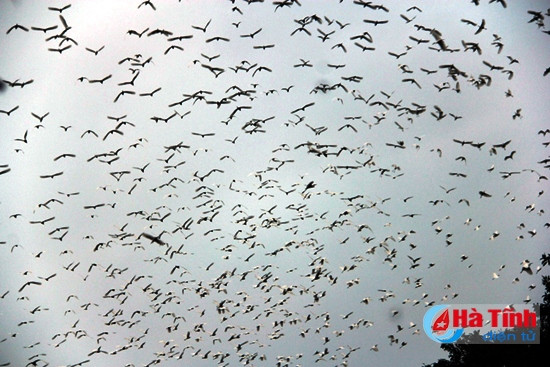 Đã mắt với "rừng" cò trong Khu sinh thái Green Eco ảnh 3