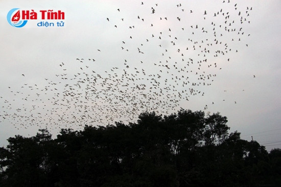 Đã mắt với "rừng" cò trong Khu sinh thái Green Eco ảnh 6