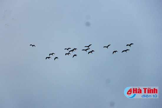 Đã mắt với "rừng" cò trong Khu sinh thái Green Eco ảnh 7