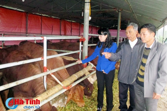 Bàn giao bê giống chất lượng cao cho nông dân Thạch Hạ ảnh 2