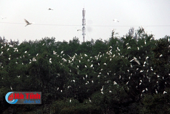 Đã mắt với "rừng" cò trong Khu sinh thái Green Eco ảnh 9