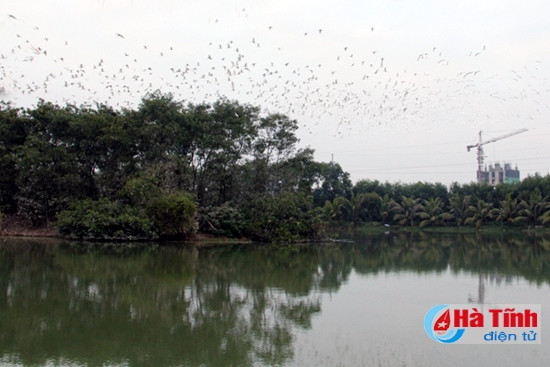 Đã mắt với "rừng" cò trong Khu sinh thái Green Eco ảnh 10