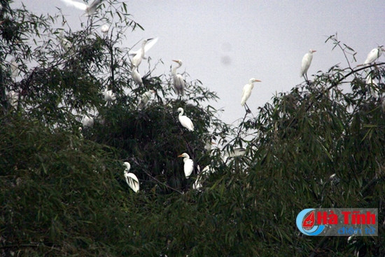 Đã mắt với "rừng" cò trong Khu sinh thái Green Eco ảnh 8