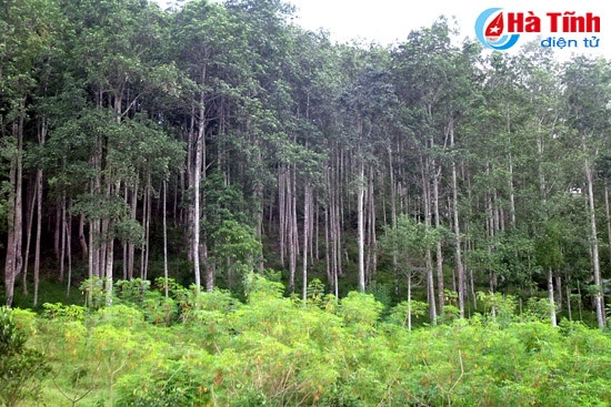 Cánh rừng gỗ dổi mỡ tái sinh ở Sơn Hồng (Hương Sơn). Ảnh: Đậu Bình