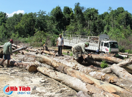 Trả lại màu xanh cho rừng ảnh 3