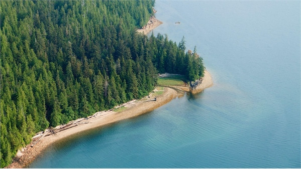 Những khu rừng cổ xưa nhất trái đất ảnh 10