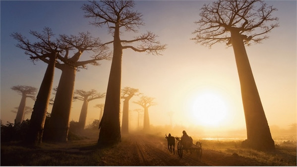 Những khu rừng cổ xưa nhất trái đất ảnh 9