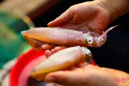 Vì sao du khách đến Hà Tĩnh nhất định thưởng thức mực nhảy Vũng Áng?