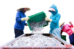 Được mùa cá cơm, làng biển phía Nam Hà Tĩnh rộn ràng vụ sản xuất mới