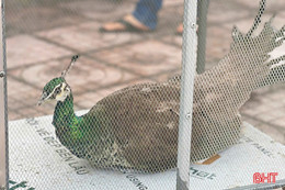 Bàn giao cá thể chim công lục quý hiếm cho Vườn Quốc gia Vũ Quang