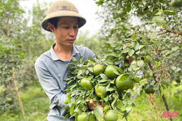 Nông dân Hương Sơn giảm nghèo bền vững từ cây cam bù