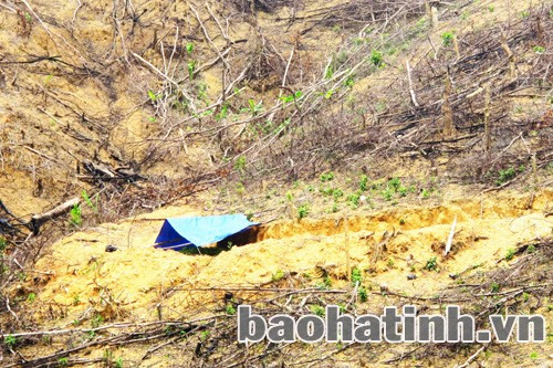 Ban ngày, những cái lán đơn sơ này dùng để che nắng cho cây keo non còn ban đêm là nơi tạm trú của các phu rừng