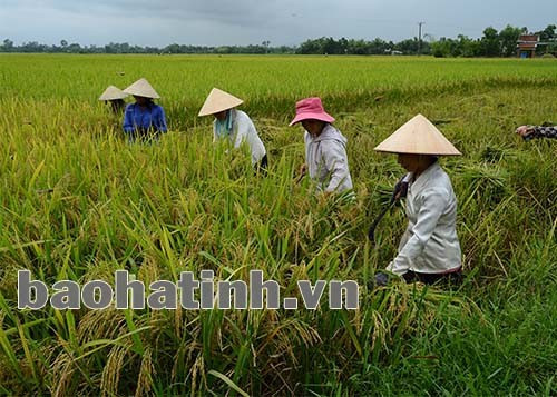 Bà con nông dân xã Xuân Lộc (Can Lộc) xuống đồng sau những ngày mưa