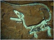 Hóa thạch ảnh 1