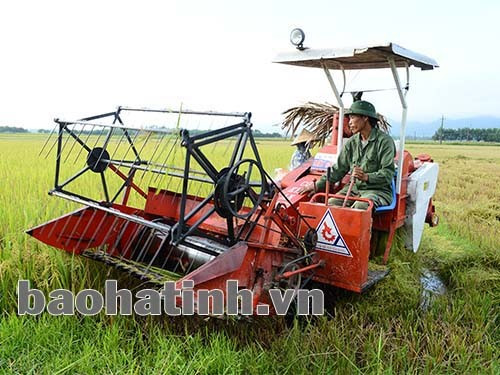 Mỗi máy GĐLH gặt 3- 4 ha/ngày, còn bây giờ cường độ làm việc phải tăng gấp mấy lần mà chưa đáp ứng hết nhu cầu