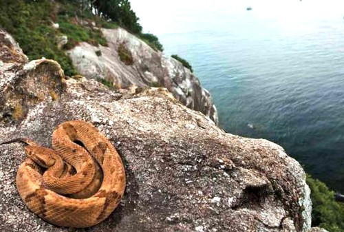 Những loài rắn độc là dân cư đông đúc nhất ở đây. Ảnh: hellotravel.