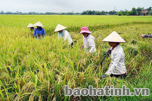 Năng suất lúa lai tại xã Xuân Lộc đạt 70 tạ/sào