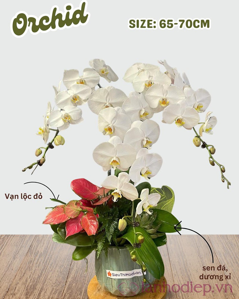 Những đóa Lan Hồ Điệp trắng là lời bày tỏ sâu sắc nhất đến các mẹ, các bà lan-ho-diep-3.jpg