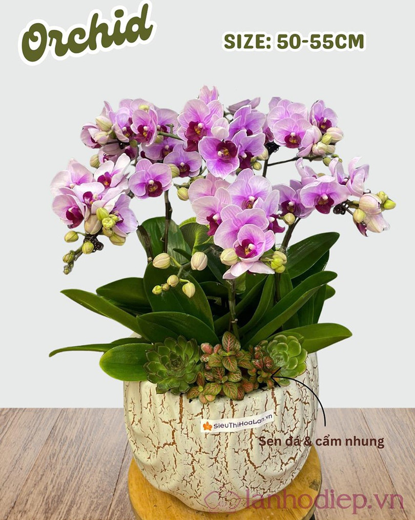 Việc tặng Lan Hồ Điệp cho vợ thể hiện sự quan tâm tinh tế của người chồng dành cho nửa kia lan-ho-diep-2.jpg