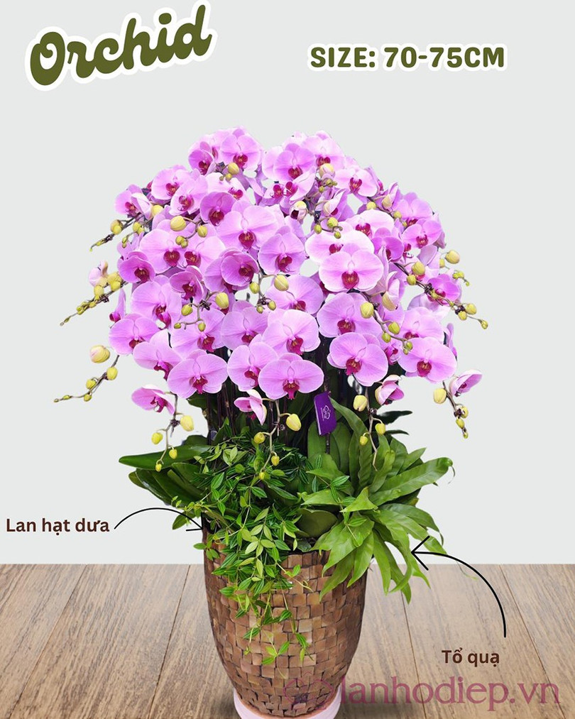 Việc chọn Lan Hồ Điệp là lựa chọn hoàn hảo, ẩn chứa nhiều ý nghĩa tốt đẹp mà phụ nữ ai cũng thích lan-ho-diep-1.jpg