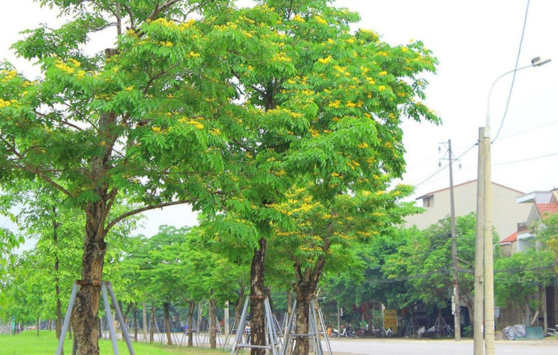 khong-gian-xanh-2.jpg