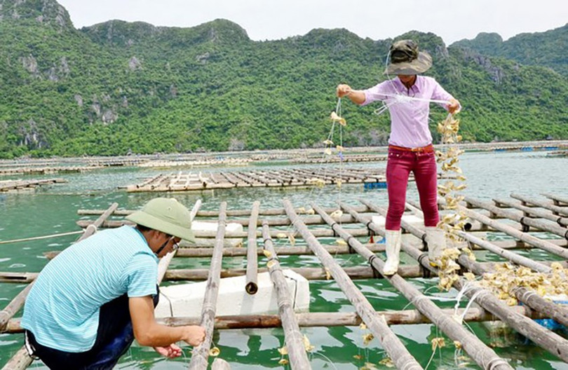 Hàu sữa chất lượng cao, giá ổn định cạnh tranh. hau-sua.jpg