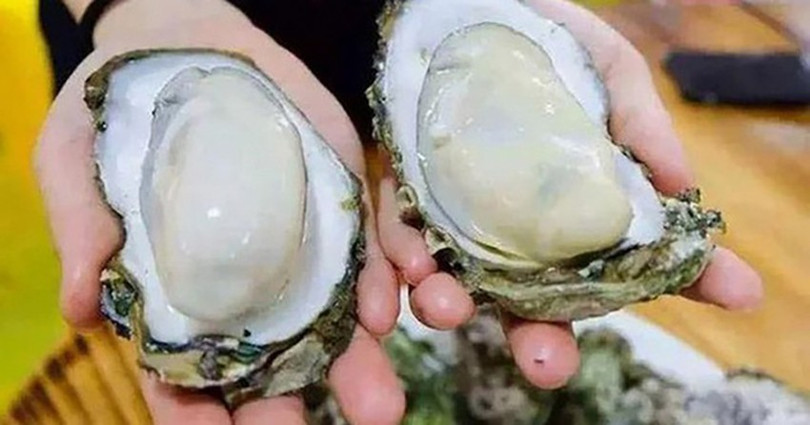 Hàu sữa Quảng Ninh đạt chuẩn hàu sữa xuất khẩu hau-sua-1.jpg