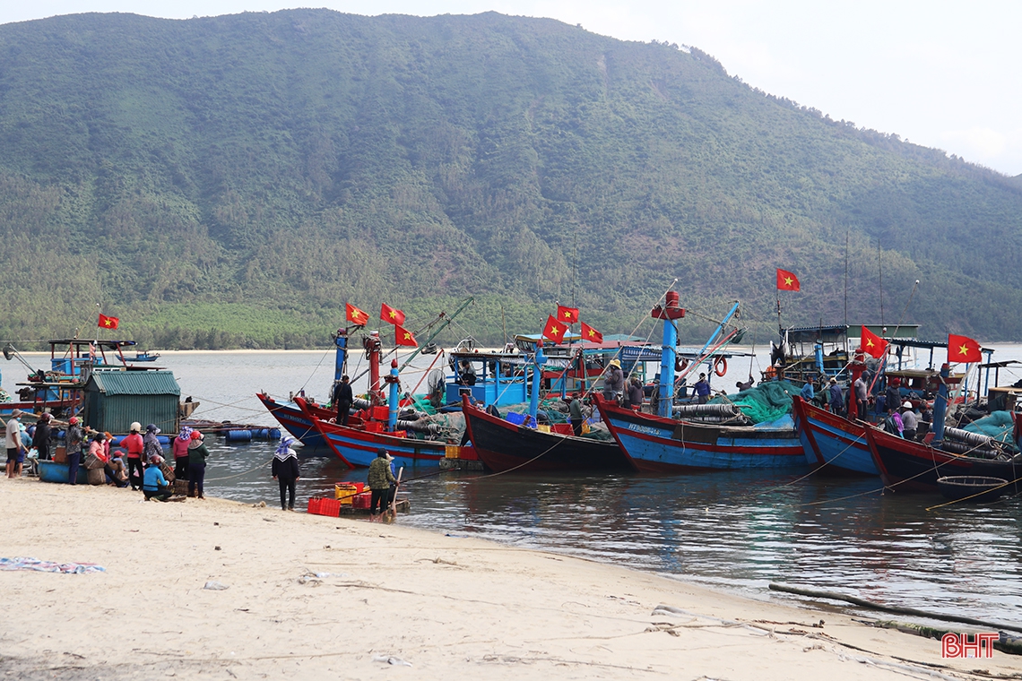 Ngư dân vùng biển phía Nam Hà Tĩnh trúng đậm cá cơm