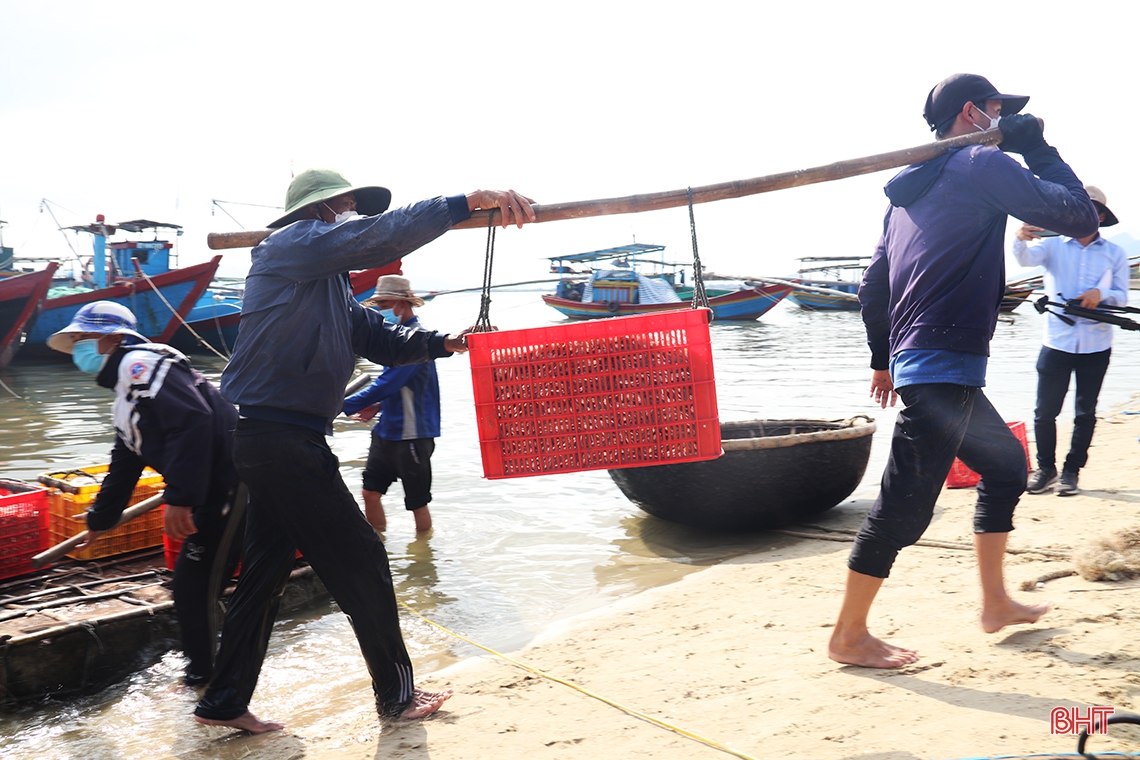 Ngư dân vùng biển phía Nam Hà Tĩnh trúng đậm cá cơm