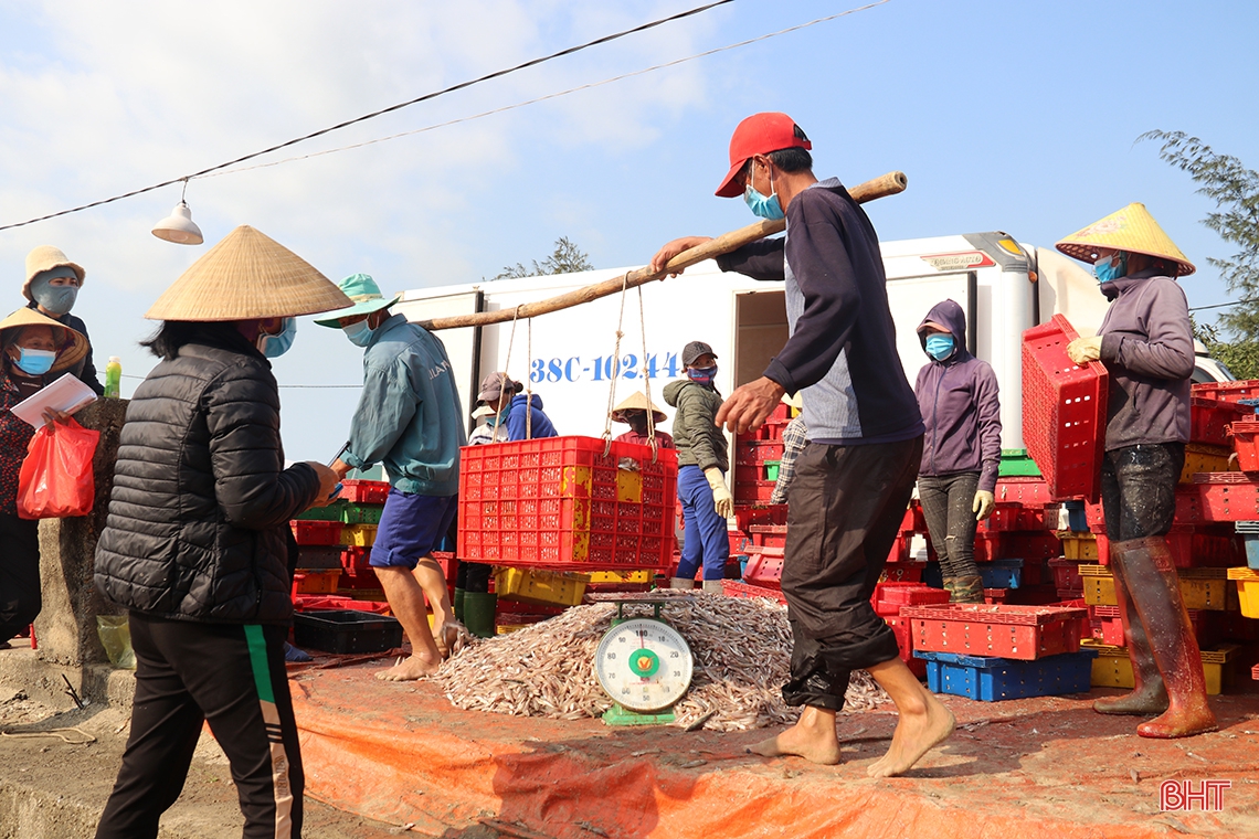 Ngư dân vùng biển phía Nam Hà Tĩnh trúng đậm cá cơm