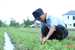  Nông dân Hà Tĩnh tất bật "hồi sinh" rau màu sau bão