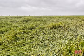 Chiều tối và đêm nay, khu vực Hà Tĩnh có mưa rào và dông