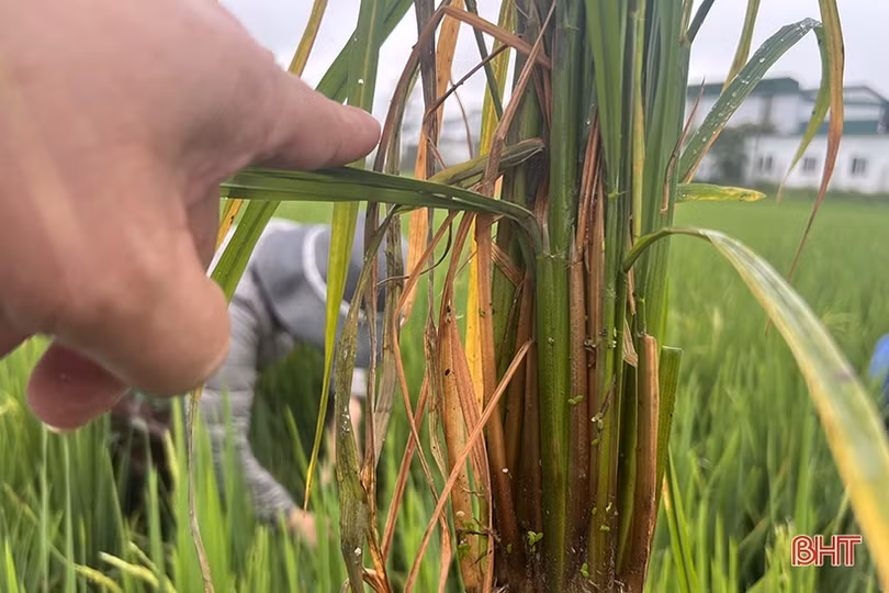 Nhiều diện tích lúa xuân Hà Tĩnh đối mặt với sâu bệnh