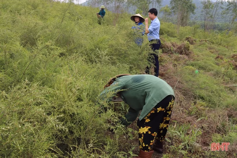Cây hoang dã cho thu nhập khá trên đất đồi Hương Sơn