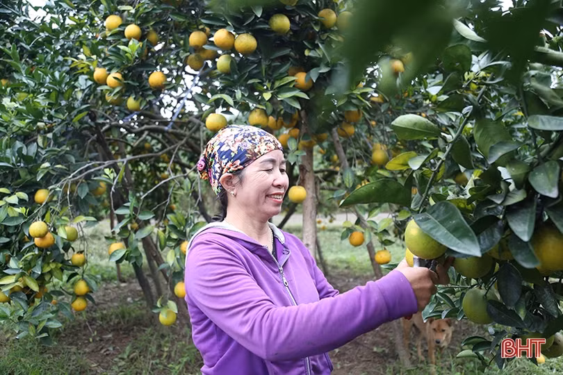 Hành trình phát triển nông nghiệp xanh ở Hà Tĩnh