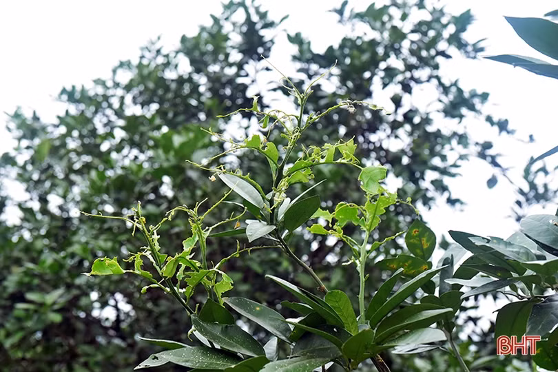 Thời tiết thất thường, nguy cơ bùng phát bệnh hại trên bưởi Phúc Trạch