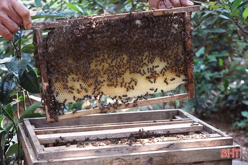 Nghề nuôi ong lấy mật “bén duyên” với nông dân Thạch Hà