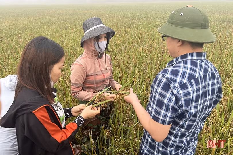 Nhiều diện tích lúa xuân Hà Tĩnh đối mặt với sâu bệnh