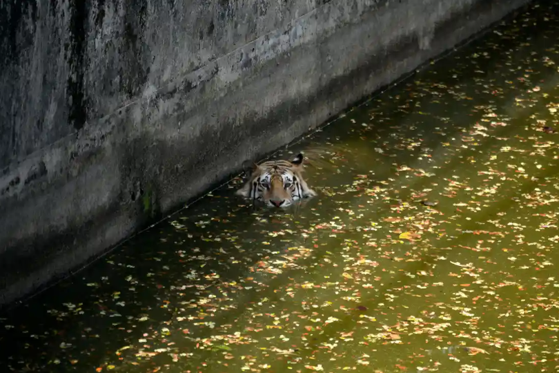 1/3 dân số thế giới bị ảnh hưởng bởi “sóng nhiệt quái vật châu Á”