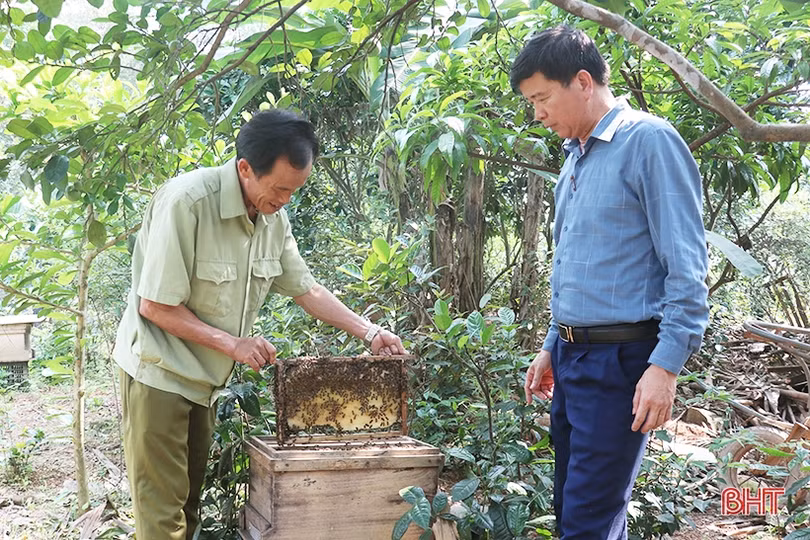 Nghề nuôi ong lấy mật “bén duyên” với nông dân Thạch Hà