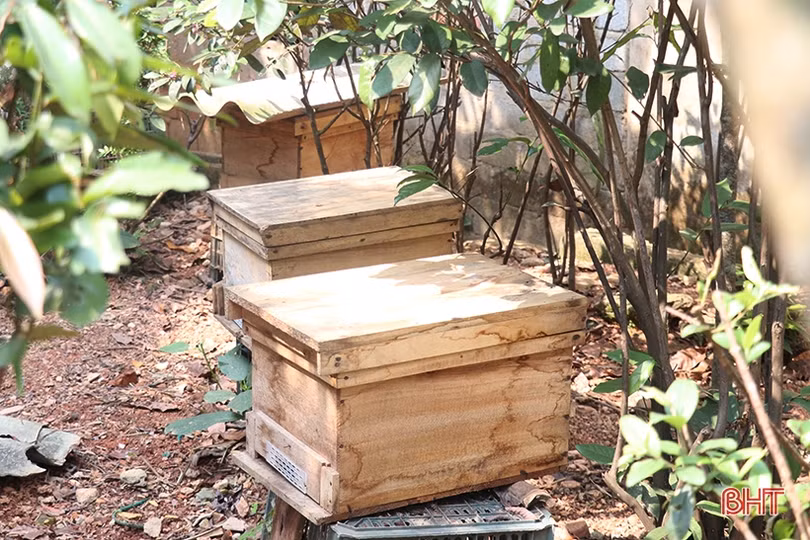 Nghề nuôi ong lấy mật “bén duyên” với nông dân Thạch Hà